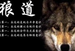 狼道网友爆料视频下载,揭秘网络热点背后的真相