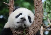 娱乐吃瓜大熊猫视频大全